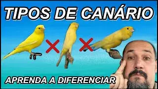 💥 QUAIS SÃO OS TIPOS DE CANÁRIO  APRENDA A DIFERENCIAR !