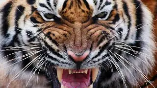 Zookeeper Mauled by Tiger