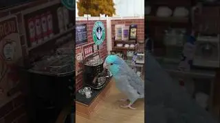 Birdista Ziki at Starbirds Caf&eacute; ☕️🍪 #harrisonsbirdfoods #ad