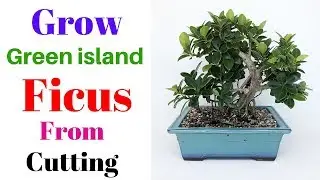 Grow Green Island Ficus From Cutting || Ficus Microcarpa