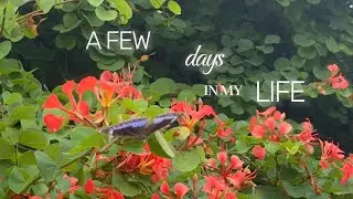 A few days in my life during rain season