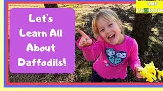 Learn About Daffodils/Parts Of A Flower