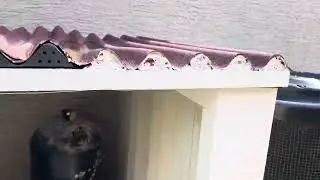 Turning on pool heat pump through automation