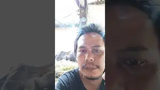 Buffalo market in North Toraja #buffalo #buffalotoraja #toraja