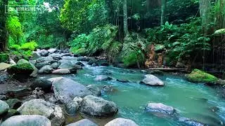 LIVE River Sounds for Sleeping 24/7 | Calm Flowing Water White Noise for Deep Night Sleep 24/7