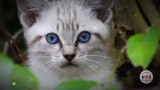 Serene Water Sounds for Cat Relaxation: Deep Sleep Therapy, #relaxationmusicforsleep, #relaxing