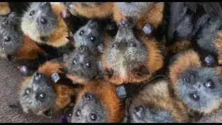 Rescued flying-fox in care, day 3:  this is Ground Control