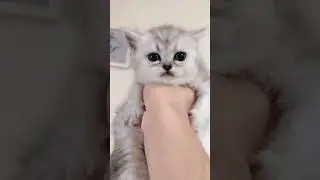 🐱 Jazz Kittens: Cute Cats Grooving to Smooth Tunes! 🎷🎶 #cutecats #kitten#cute #cat #animals