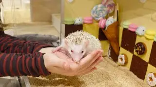 The Magical World of a Hedgehog Cafe
