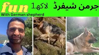german shepherd dog training attack | german shepherd dog protecting their owners | Pets Discovery |