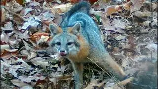 grey fox trapping