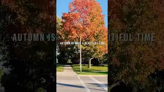 Feels alive and Fresh #atumn #lifeofvinod #travel #atumnseason #canadfall #canadianautumn #nature