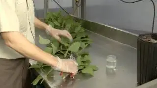 Propagating Our Vivid Coral Trees