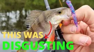 Major Craft Aji-Do 0.3-3g. - Another Kayak Fishing Video #majorcraft #perch
