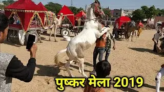 Horse Dance training at Pushkar Fair 2019। Horse market। Pushkar Mela