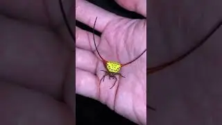 A Demon Horned Orb Weaver spider