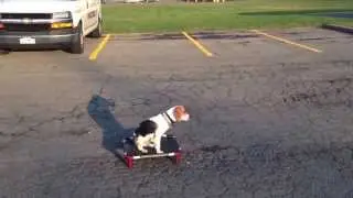 Beagle off leash