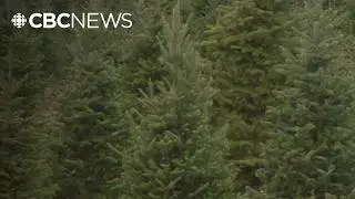 How Christmas tree farmers are adapting to climate change and rising costs