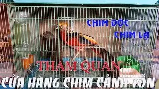 Tham quan cửa hàng chim cảnh TỒN Quốc Lộ 13 BÌNH DƯƠNG