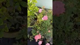 cute cri cri mini roses