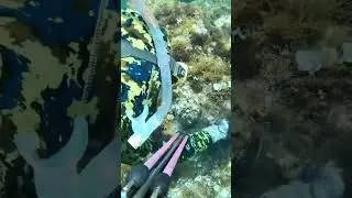 Piccolo polpo Super mimetizzato😱😅 #nature #youtuber #shortsvideo #fish #octopus #explore #travel
