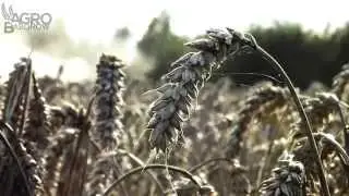 Żniwa w Agropol'u Dobiesz&oacute;w [2014]