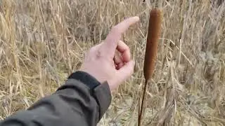 Mountain Typha latifolia plant meadow near rock ridge in Rhodope Mountains in Bulgaria- Pine forest
