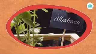 Huerto urbano | Ciencias Naturales 4 🌱