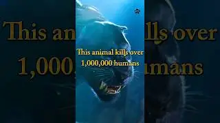Top 10 most dangerous animals that kill more humans every year #top10 #facts #youtubeshorts #viral