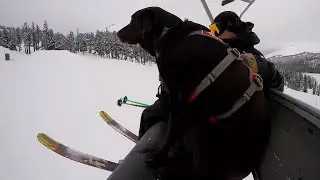 Mt Bachelor Avalanche Dogs