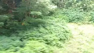 Periyar Tiger Biosphere through window of KSRTC Bus @Ksrtc_beatzz