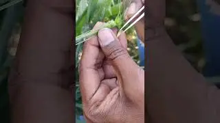 Emasculation and Pollination in Wheat