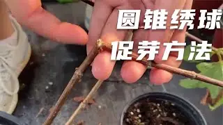 圆锥绣球叶子掉光了还能发芽吗？本期教大家2种催芽方法