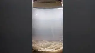 Branchipus schaefferi auf meiner Fensterbank