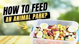 How to Feed 100+ Animals Daily?