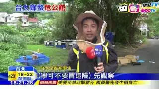 20161102中天新聞　連碰一隻都有危險　專家：遠離虎頭蜂