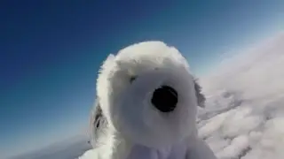 Toy dog sent to space sparks social media search