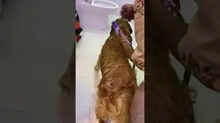 Sheru&rsquo;s bath time