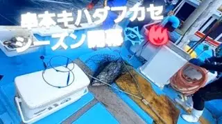 串本には夢がある✨キハダフカセシーズン開幕🐟🔥キハダフカセ悠真丸#キハダフカセ#悠真丸#串本#釣り