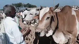 Ieeja Bull Market  Full Video //@Ieejabulls //30/10/2025/