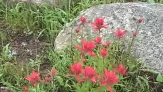 Indian Paintbrush