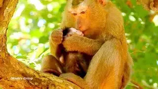 Awesome!!! Bonita give gentle kiss to sweet baby Jayden