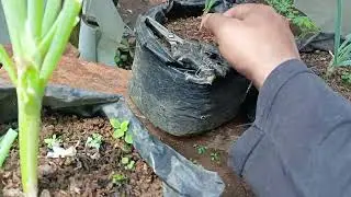 tidy up the spring onions