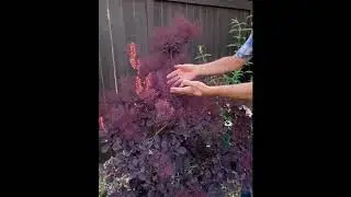 Plant of the day: SmokeTree
