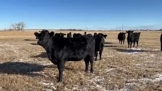 X Bar Ranch H R
