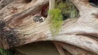 🍃 Natureza para curtir com a família ❤️ Parque da Ilha 🍃
