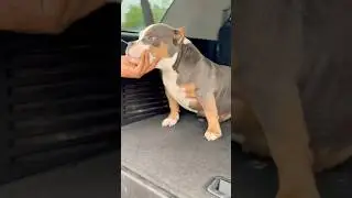 Gizmo: The Split-Faced American Bully with 100% Personality! 🐾 |  Pocket Bully Puppy