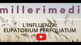 L'INFLUENZA: Eupatorium Perfoliatum sensazione di ossa rotte e muscoli dolenti.