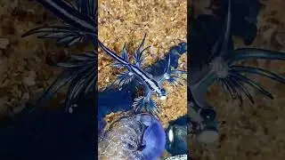 THE BLUE FLEET !(Glaucus atlanticus) 🎵 Happy In Blue - Lawrence Scheele🎥 @Snorkeldownunder @sea
