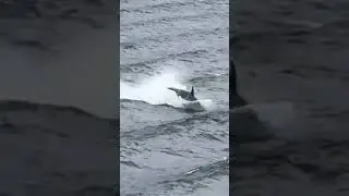 Wait for the Baby Orca Did You See Him? Alaska Cruise #WaitForIt #BabyOrca #OrcaWhales #AlaskaCruise